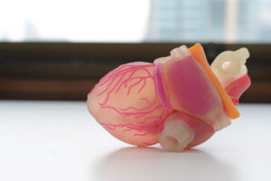 3D printed human heart model