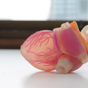 3D printed human heart model